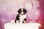 Australian Shepherd Puppy
