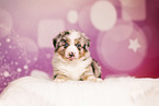 Australian Shepherd Puppy
