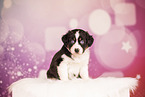 Australian Shepherd Puppy