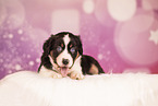 Australian Shepherd Puppy