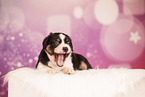 Australian Shepherd Puppy