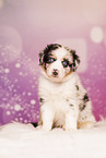 Australian Shepherd Puppy