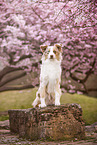 adult Australian Shepherd