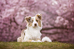 adult Australian Shepherd