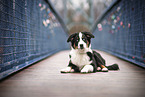 young Australian Shepherd