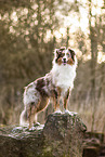 adult Australian Shepherd