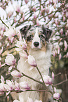 male Australian Shepherd