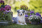 male Australian Shepherd