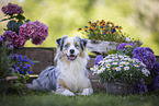 male Australian Shepherd