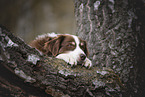 male Australian Shepherd