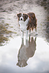 male Australian Shepherd