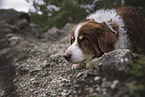 male Australian Shepherd