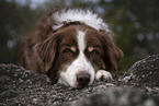 male Australian Shepherd