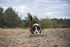 male Australian Shepherd