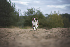 male Australian Shepherd