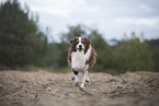 male Australian Shepherd