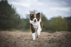 male Australian Shepherd