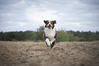 male Australian Shepherd