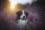 male Australian Shepherd