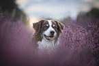 male Australian Shepherd