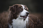 male Australian Shepherd