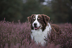 male Australian Shepherd