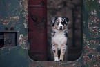 young Australian Shepherd