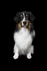 tricolour Australian Shepherd