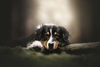 tricolour Australian Shepherd