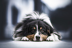 tricolour Australian Shepherd