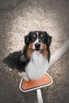 tricolour Australian Shepherd