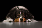 tricolour Australian Shepherd