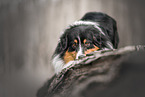 tricolour Australian Shepherd