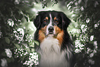 tricolour Australian Shepherd