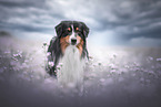 tricolour Australian Shepherd