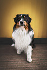 tricolour Australian Shepherd