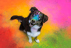 sitting Australian Shepherd