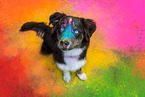sitting Australian Shepherd