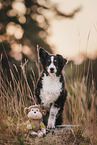 sitting Australian Shepherd