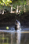 adult Australian Shepherd