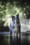 adult Australian Shepherd