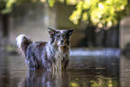 adult Australian Shepherd