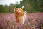 Australian Shepherd in summer