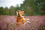 Australian Shepherd in summer