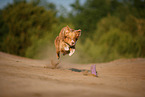 Australian Shepherd in summer
