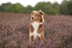 Australian Shepherd in summer