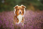 Australian Shepherd in summer