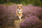 Australian Shepherd in summer