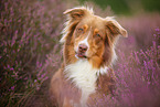 Australian Shepherd in summer