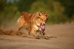 Australian Shepherd in summer